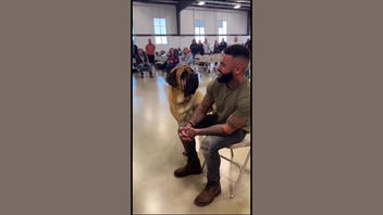 Tényellenőrzés: A "Kutyák választják az embereket" videók hamisak - mesterséges intelligenciával készültek